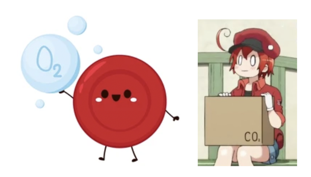 blood-transport-system