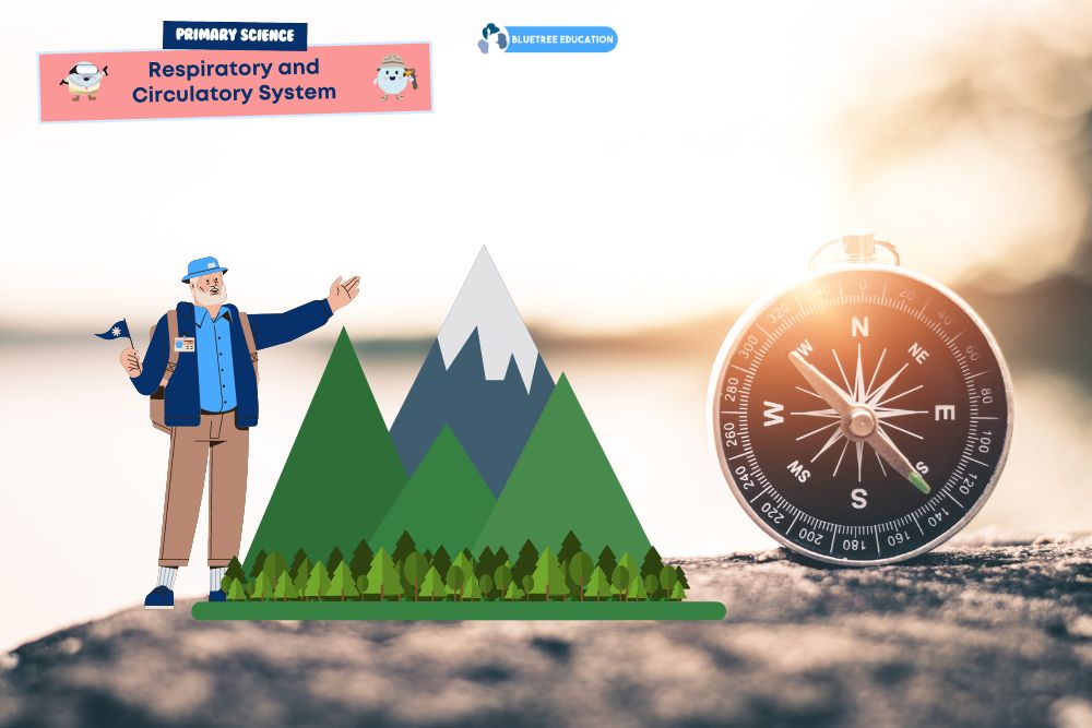 mason-mountain-guide-respiratory-circulatory-system