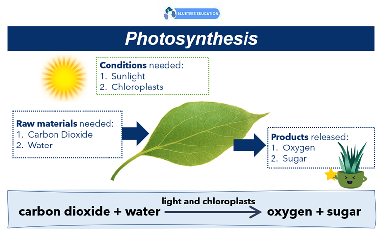 photosynthesis-sunlight-chloroplast-plant