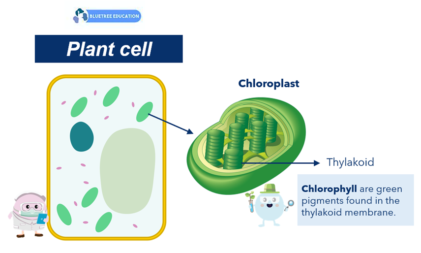 plant-cell-chloroplast-chlorophyll-photosynthesis
