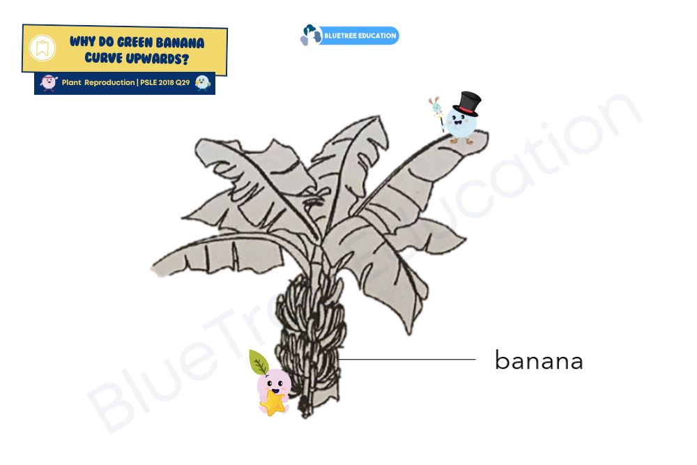 photosynthesis-application-question-green-banana-psle-2018-question-29